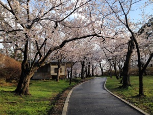 Cherry blossoms in Honjo Park, Yurihonjo, Akita